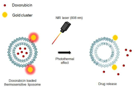 골드클러스트가 접합된 리포좀으로부터 약물이 방출되는 모식도