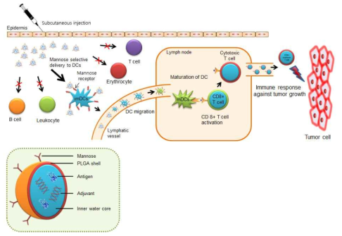 체내 수지상세포 표적화용 나노입자의 개념도