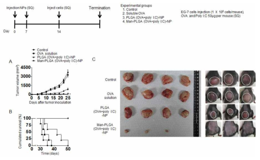 EG-7 종양이 형성되어 있는 실험용 쥐에서 나노입자의 면역항암치료 효능평가