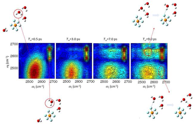 HOD-OH2와 HOD-PF6- 수소결합 구조 사이에서 HOD 분자가 수소 결합 파트너를 바꾸는 과정에서 측정된 시분해 이차원 적외선 스펙트럼. 시 간이 지남에 따라 교차 봉우리가 수소결합 교환반응에 의해서 자란다.