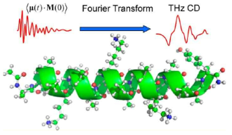 α-나선 폴리펩타이드 구조가 고유하게 지니는 THz 흡광 스펙트럼의 계산