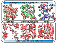 삼투물질 간 응집과 물 분자 간의 수소결합 네트워크의 상관관계