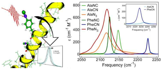 좌) 펩타이드 구조 및 단백질 환경 변화에 민감한 감지체의 응용, (우) 이소니트릴(NC), 니트릴(CN), 아지도(N3)를 para-위치에 포함한 페닐알라닌 유도체의 적외선 분광 특성