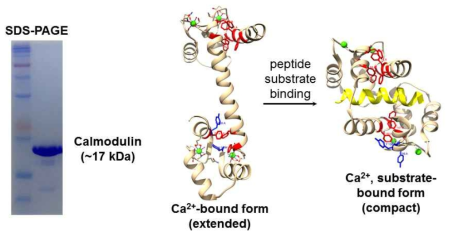 정제된 calmodulin의 SDS-PAGE 분석 결과. Peptide substrate 결합에 따른 calmodulin 구조 변화를 보이는 도식 (노란 helix: peptide substrate, 빨간 잔기: 적외선 감지체가 도입되는 위치)