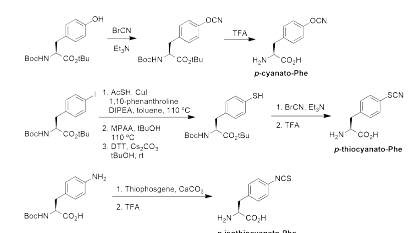OCN, SCN, NCS 작용기가 포함된 페닐알라닌 유도체 합성 방법