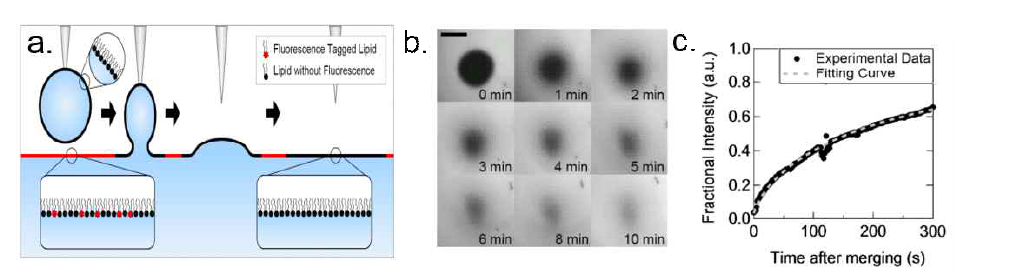 a. 물방울 표면의 인지질 단층 구조와 편평한 계면의 인지질 단층구조를 서로 가져다 붙여 만드는 새로운 인공 세포막 형성 기술. b. 물방울 표면의 인지질 단충구조를 가져다 붙인 뒤 편평한 계면의 인지질 단충구조(dye가 붙은 인지질이 포함되어 있는)에서의 시간에 따른 형광 사진. c. 시간에 따른 형광 intensity 측정을 통해 단충구조의 diffusion coefficient 및 나아가 surface viscosity 측정 가능.