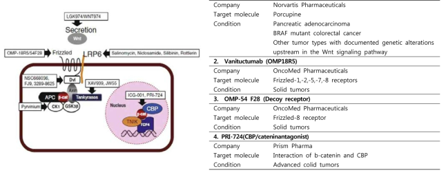 Wnt 신호기전에서 치료 타겟 (왼쪽) 및 임상 개발 대표약물(오른쪽)