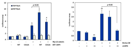 USP4에 의한 Wnt/β-catenin의 전사활성정도 확인