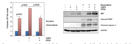 Doxorubicin 처리 조건에서 USP4와 CP32에 의한 세포사멸 정도 확인