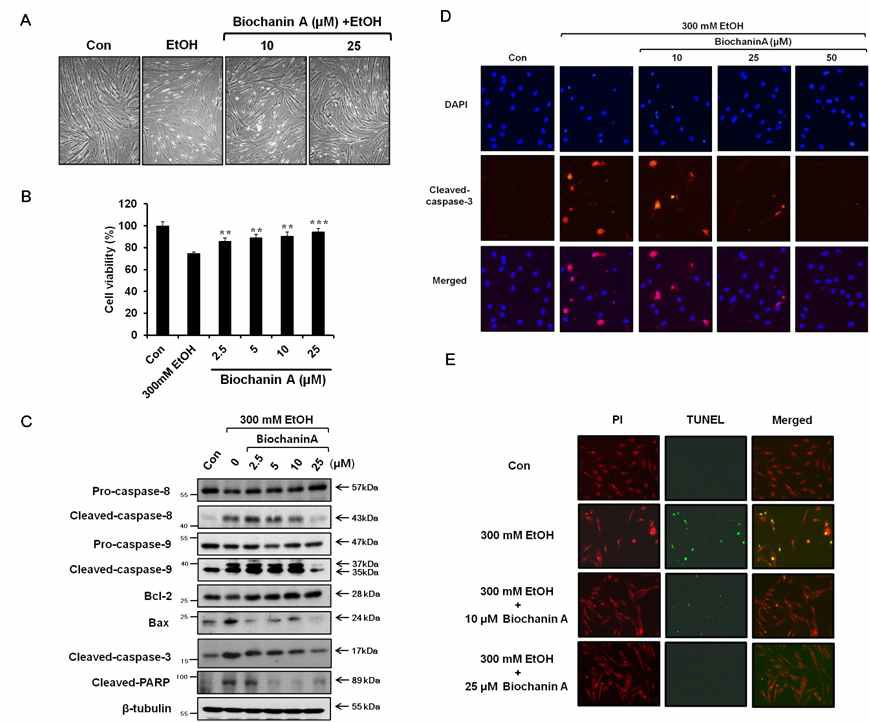 Effects of biochanin A on alcohol-induced apoptosis of H9c2 cardiacmyotubes