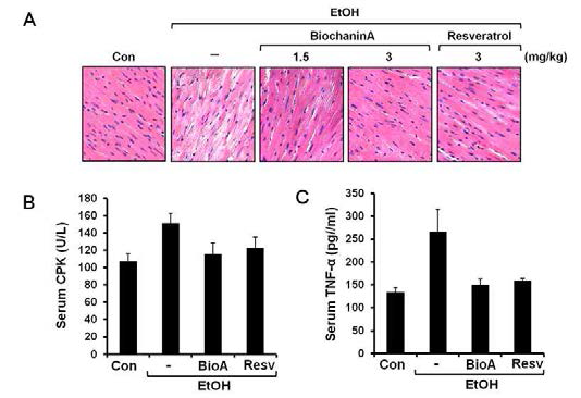 Effects of biochanin A on Alcohol-induced cardiac dysfunction in mice.