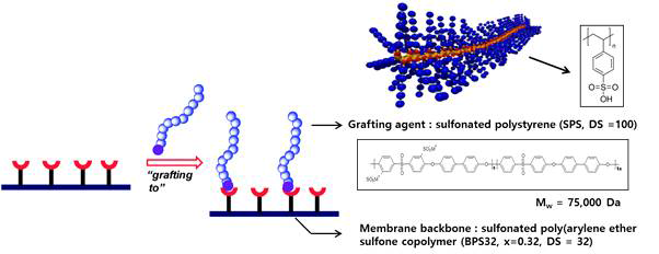 BPS32 고분자 전해질막 표면에 방사선 그래프트된 SPS 층을 포함하는 BPS32/SPS 고분자의 개념도.