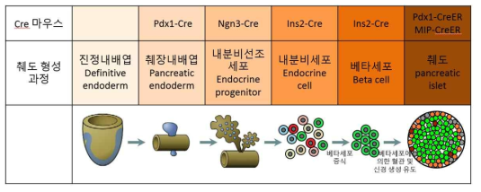 베타세포의 분화과정 및 각 단계별로 사용하는 Cre 마우스