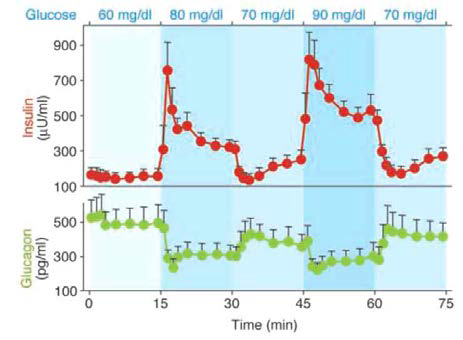 Insulin과 glucagon의 상호작용