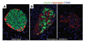 Beta cell 이 파괴 후 alpha cell의 변화.