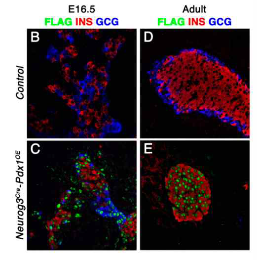 Pdx1 과발현 마우스 모델.