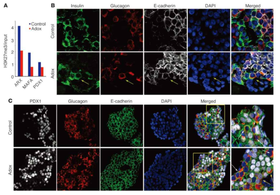 사람 췌도를 분리한 후 histone 단백질의 methylation을 억제하는 histone methyltransferase inhibitor (Adox)를 처리하면 H3K27me3가 감소함(A). 그 결과 Glucagon + cell (본래 알파 세포) 중에서 Insulin + (베타 세포의 특성)인 세포, 즉 glucagon+/insulin+ cell들이 나타남(B). 베타 세포의 대표적인 표지자인 PDX1 역시 Adox를 처리한 후 glucagon + cell들에서 발현되기 시작함(C).