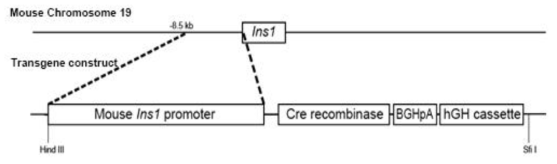 MIP-Cre 마우스의 transgene construct