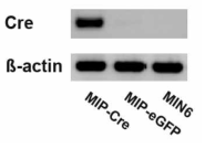 MIP-Cre transgene construct가 transfection된 MIN6 cell에서의 Cre recombinase 발현.