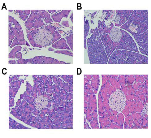 MIP-Cre founder 췌장 islet H&E staining.