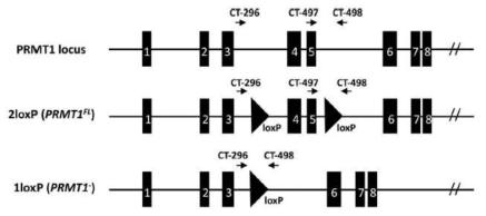 PRMT1 flox 마우스의 유전자 구조. Exon 4, 5 번 앞, 뒤로 lox P 를 삽입하여, Cre recombination이 일어나면 exon 4, 5 번이 deletion 되도 록 제작됨.