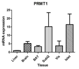 8주령 C57BL/6J 마우스의 조직별 PRMT1의 발현양상