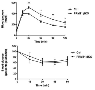 12주령의 PRMT1βKO 마우스에서 시행한 GTT(위), ITT(아래) 결과