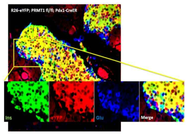 Rosa26-eYFP reporter를 이용한 12주령 PRMT βiKO 마우스 베타세포의 lineage tracing