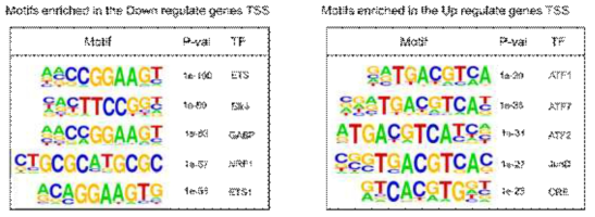 8주령 PRMT1 βiKO 췌도의 DEG TSS에 enrich되어 있는 TF 결합 motif의 순위