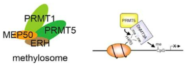 PRMT1-PRMT5에 의한 H4R3me2 형성이 DNMT3A의 recruit을 촉진하고 DNA methylation을 유도함.