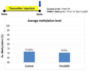 8주령 PRMT1 βiKO 마우스 췌도에서의 평균적인 DNA methylation status