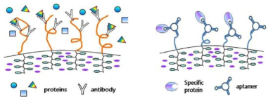 Antibody 나 aptamer 의 도입을 통한 selective responsive block (SRB)의 제조 개념도