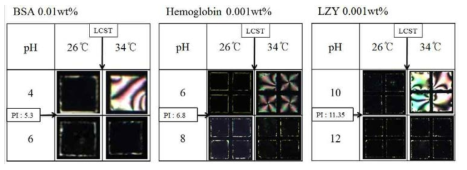 PNIPAM-b-LCP 로 도포한 TEM 액정/물 계면에서 BSA, Hemoglobin, Lysozyme을 온도 및 pH 에따라 단백질 흡착을 나타내는 액정 배향 변화.