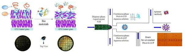 (왼쪽) 액정 블락 공중합체를 이용한 바이오센서 개념도. 바이오 물질과 resposive block (RB) 과 complex 에 의해서 transducer block (TB) 인 LCP 의 conformation 이 바뀌 고 이로 인해 anchoring 한 액정 모노머의 배향이 바뀜. 아래의 TEM grid 는 H 배향 및 P 배향의 편광현미경 사진 (오른쪽) Microfluidics 를 이용한 액정 droplet 제조 과정, (inset) 실제 본 실험실에서 시험한 microfluidics 채널 및 제조한 액정 droplet 사진