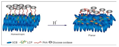 액정이 glucose 의 glucose oxidase 의 효소 작용에 의 해 발생한 H+ 이온으로 배향의 변화가 일어나는 도식