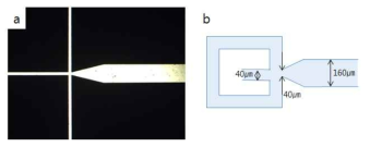 (a) 실험에서 사용된 channel 의 현미경 사진과 (b) 사용된 channel 의 모식도.