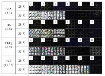 PNIPAM-b-LCP와 SDS 를 도포한 TEM 액정/물 계면에서 PI 가 다른 단백질 (0.1wt% 수용액) 다양한 pH 에서 온도 를 조절해가며 배향관찰