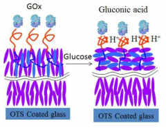 Glucose Oxidase (GOx)를 이 용한 선택적 센서의 구조