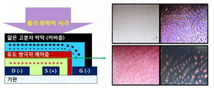 Planar Geometry를 가진 새로운 구조의 액정센서소자인 “Liquid Crystal-gated-Organic Field-Effect Transistor (LC-g-OFET)” 구조 및 선택적 검출 박막 제조 결과: 선택적 검출 박막의 특이 구조예.