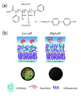 (a)PAA-b-LCP 분자의 모식도와 (b)pH 변화에 따른 PAA-b-LCP 분자의 상태 변화