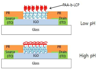 PAA-b-LCP를 이용한 산화물 기반의 센서 소자와 pH변화에 따른 PAA-b-LCP 분자의 변화 모식도