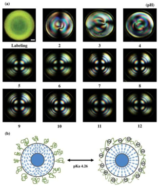 (a) POM images of the NLC DEDPAA at different pH values (the numbers represent the solution pH); (b) models of change in the director field of NLC DEDPAA at the pKa of PAA, when the outer NLC DED surface was coated with a 0.2 wt% aqueous PAA-b-LCP solution and the NLC DED core was filled with a 1 wt% aqueous SDS/TWEEN 80 solution. The scale bar is 30 mm.