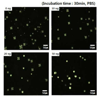 Effect of antigen concentration on orientational variation of antibody-conjugated LC droplet