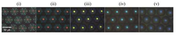 Bright-field reflection mode images of CLCPVA droplets with (i) 30, (ii) 35, (iii) 40, (iv) 45, and (v) 50 wt% chiral dopant.