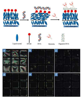 (a위nd) thMeo d eMl Yo fd ettheec tiTonE MmDeTcAhB/aDnNiAs m garnidd c(e아ll p래o)la rizePrsO)M of tihmea gTeEs M (under crossed MY solutions at C DTAB/DNA in aqueous (c)0.2, (d)0.3, (e)1M.Y5=, an(da )(0f.)032m, M(b)