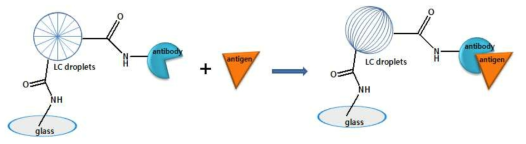 고체 표면에 고정화한 액정과 항원의 상호작용 모식도