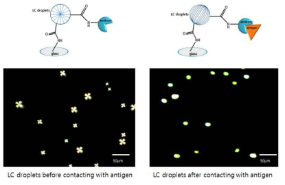 고체 표면에 고정화한 액정droplet의 항원 접촉 전 (왼쪽) 과 후 (오른쪽)의 배향
