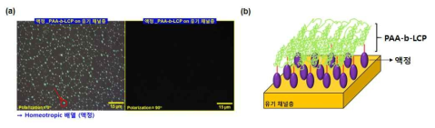 (a) 유기 채널층에 코팅된 분산된 센싱 액정층에 대한 편광 사진, (b) 유기 채널층에 코팅된 분산된 센싱 액정층에서의 액정 배향 모식도.