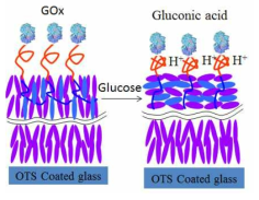 Glucose Oxidase (GOx)를 이용한 선택적 센서의 구조