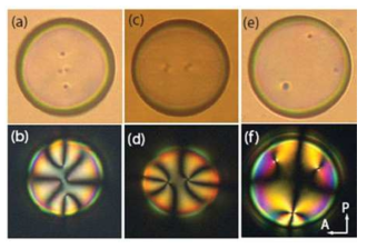 shell 의 defect 구조 (a),(b) Four defects, (c),(d) two defects, (e),(f) three defects.